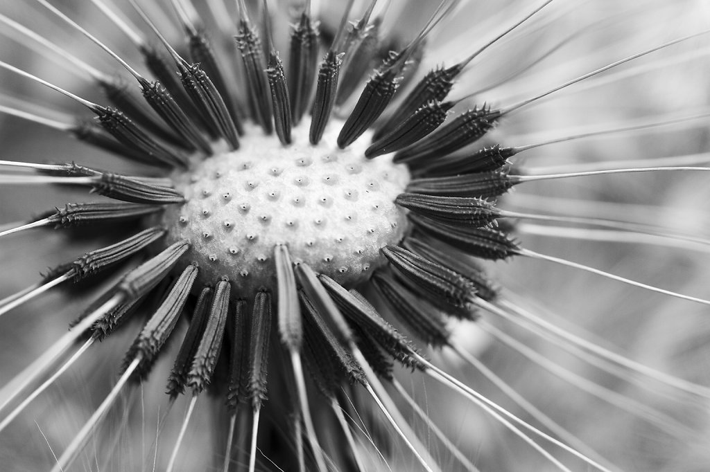 Pusteblume