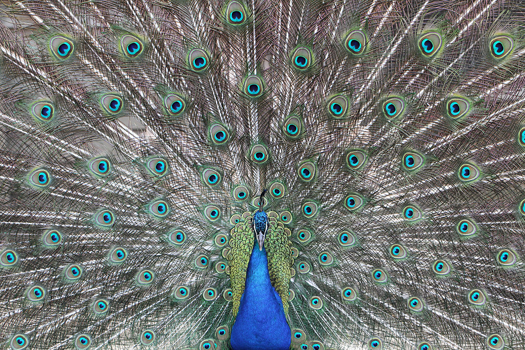 Pfau